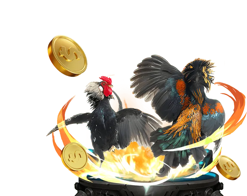 Kèo BDD (Hòa) trong đá gà trực tuyến